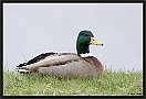 Wilde Eend, Mallard, Anas platyrhynchos Location: Wierden, the Netherlands wilde eend MG 8342 kopie